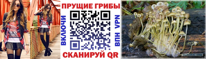 даркнет сайт  Чехов  Псилоцибиновые грибы ЛСД 